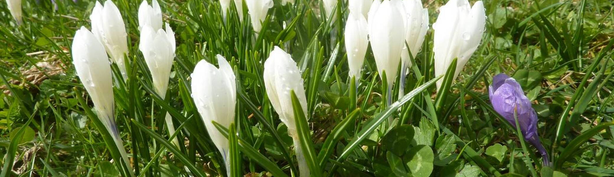 DAV-Senioren besuchen die Hündle-Krokus-Wiesen | © M. Bischofberger