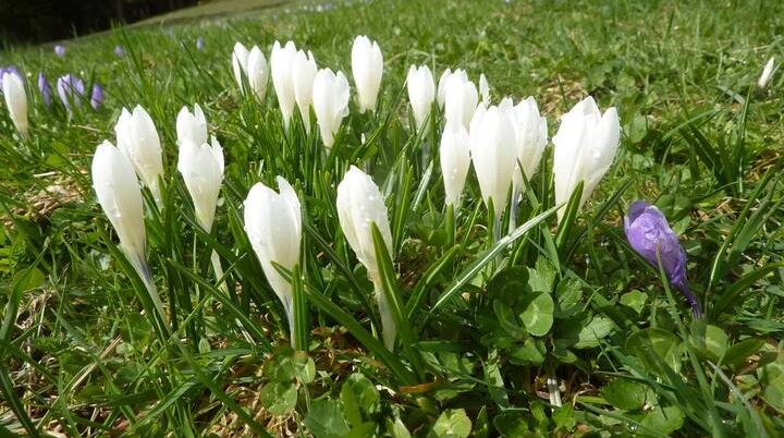 DAV-Senioren besuchen die Hündle-Krokus-Wiesen | © M. Bischofberger